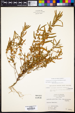 Acalypha monococca image