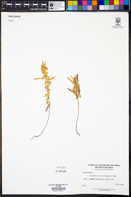 Acalypha monococca image