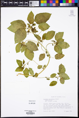 Acalypha ostryifolia image