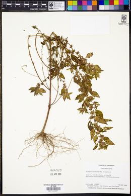 Acalypha rhombifolia image