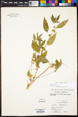 Acalypha virginica image