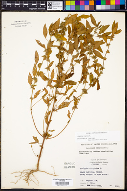 Acalypha virginica image