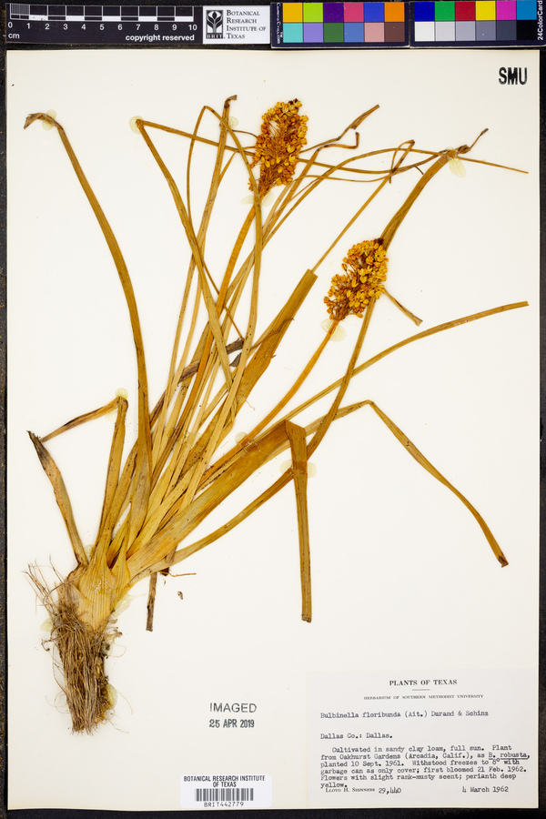 Bulbinella floribunda image