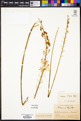 Eremurus olgae image