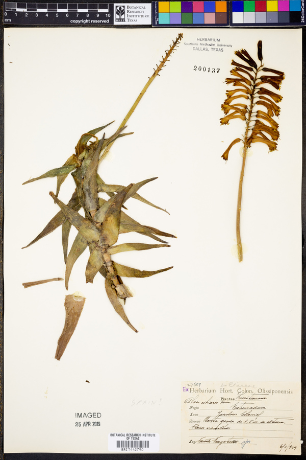 Aloe ciliaris image