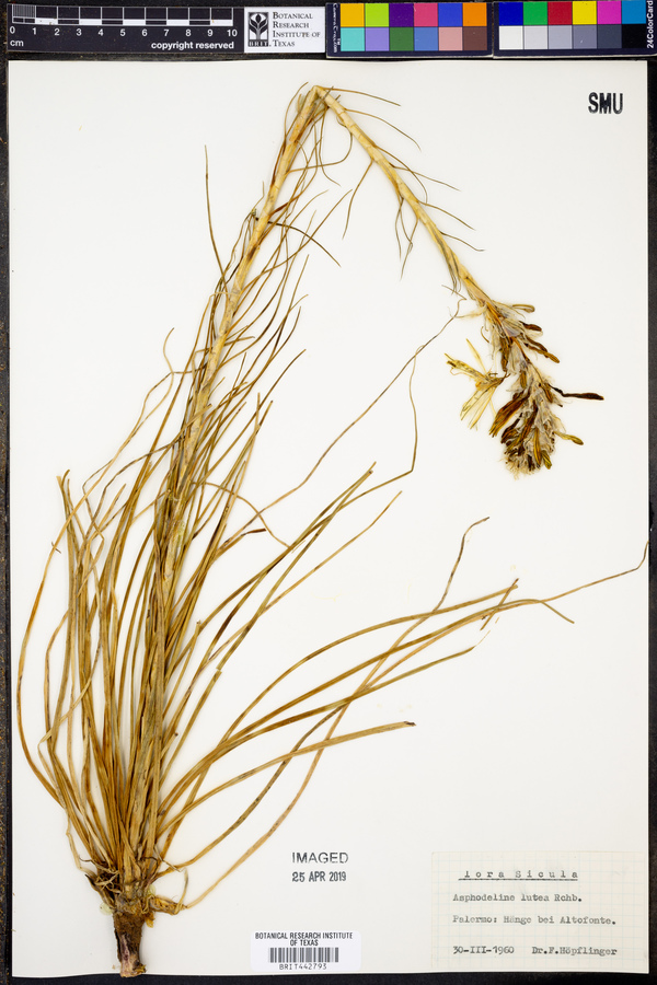 Asphodeline lutea image
