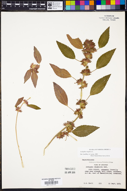 Acalypha virginica image