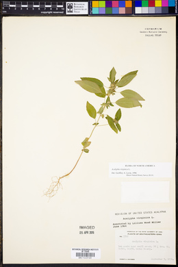 Acalypha virginica image
