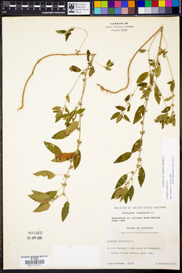 Acalypha virginica image