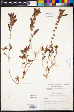 Acalypha virginica image