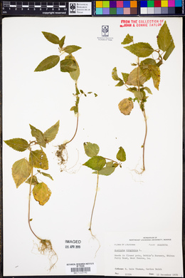 Acalypha virginica image