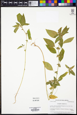 Acalypha virginica image