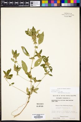 Acalypha virginica image