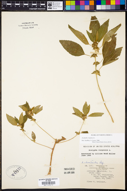 Acalypha virginica image