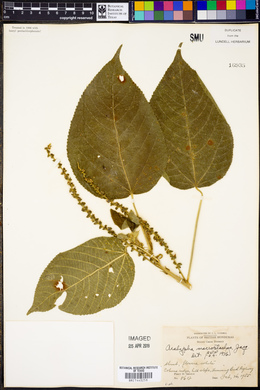 Acalypha macrostachya image