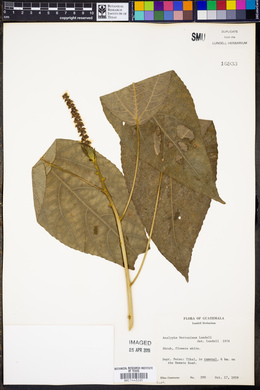 Acalypha mortoniana image