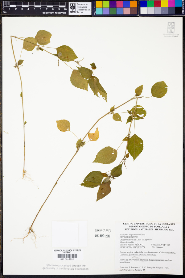 Acalypha alopecuroides image