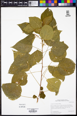 Acalypha comonduana image