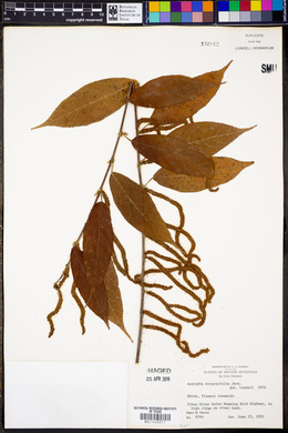 Acalypha diversifolia image