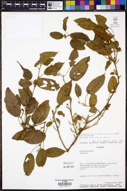 Acalypha diversifolia image