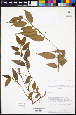 Acalypha diversifolia image