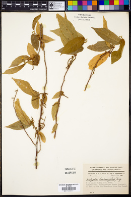 Acalypha diversifolia image