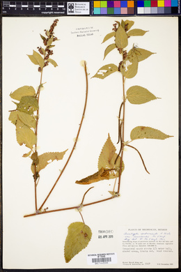 Acalypha subviscida image