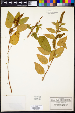 Acalypha vagans image