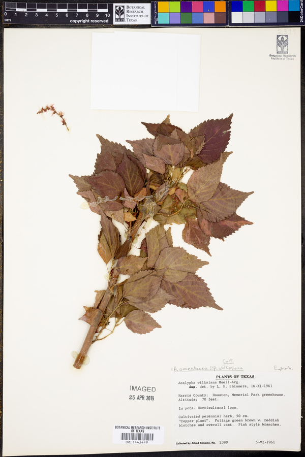 Acalypha amentacea subsp. wilkesiana image