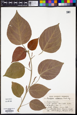 Acalypha wilkesiana image