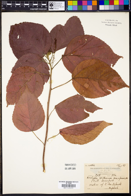 Acalypha wilkesiana image