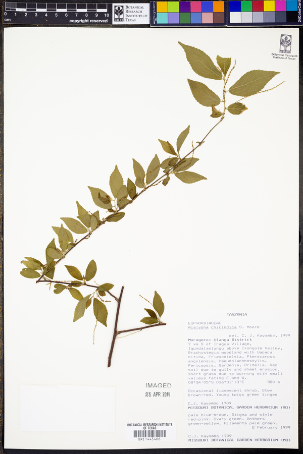 Acalypha chirindica image