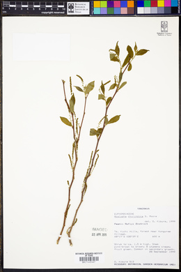 Image of Acalypha chirindica