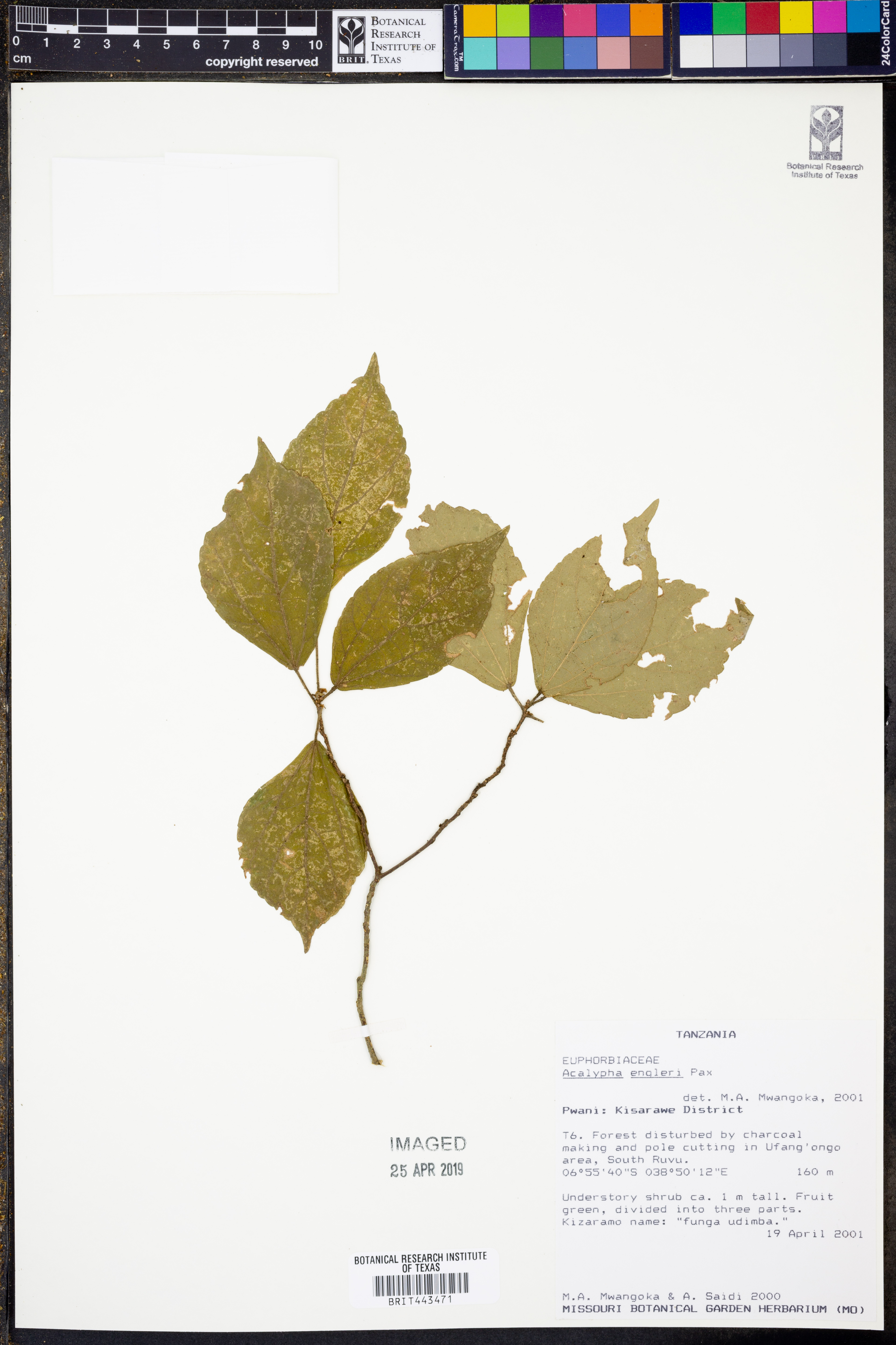 Acalypha engleri