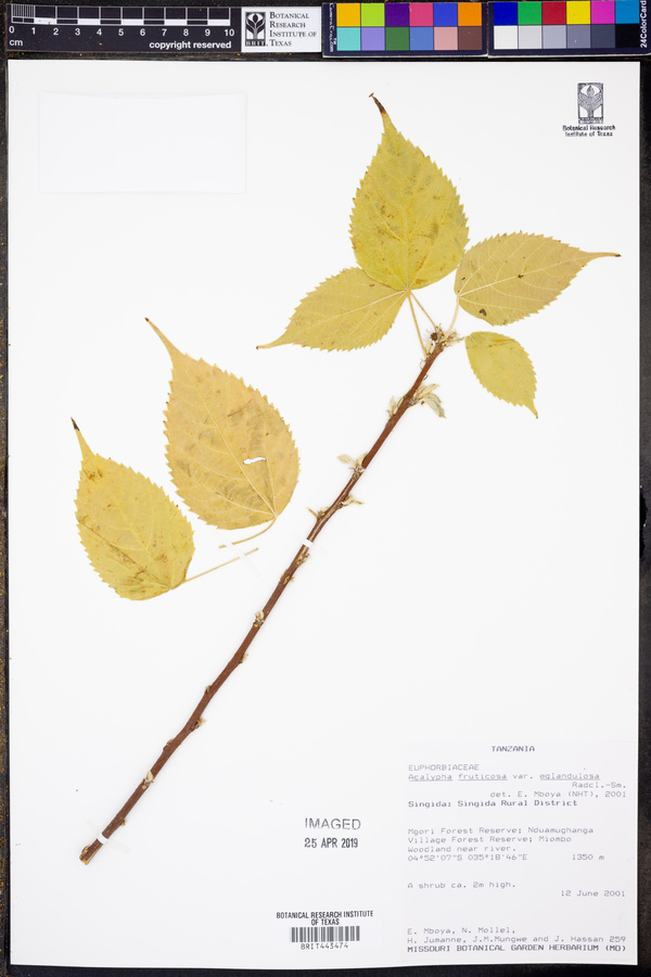 Acalypha fruticosa var. eglandulosa image