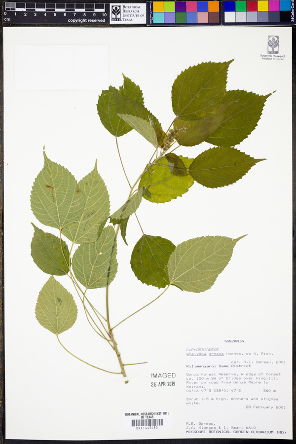 Acalypha ornata image