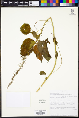 Acalypha racemosa image