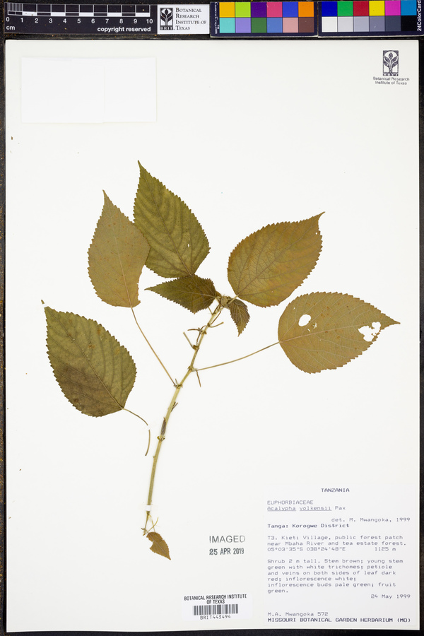 Acalypha volkensii image