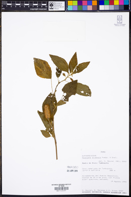 Acalypha arvensis image