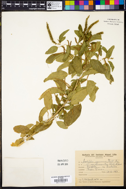 Acalypha communis image