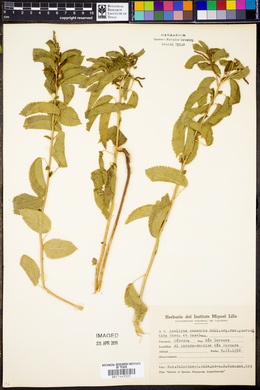 Acalypha communis image