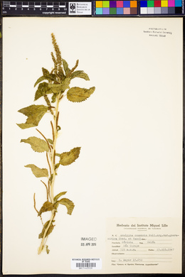 Acalypha communis image