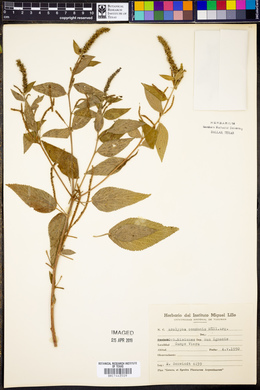 Acalypha communis image