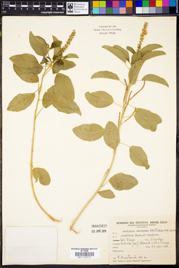 Acalypha communis image