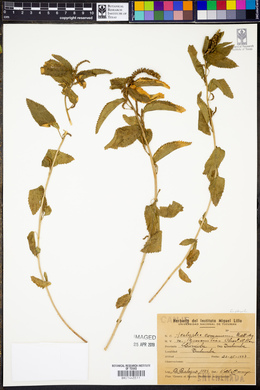 Acalypha communis image