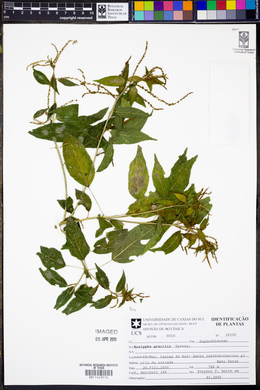 Acalypha gracilis image