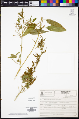 Acalypha gracilis image