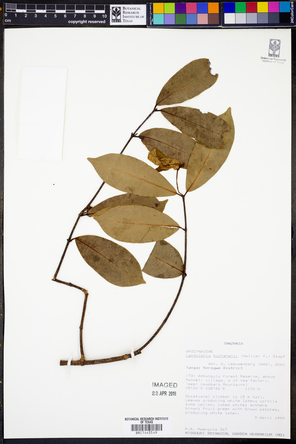 Landolphia buchananii image