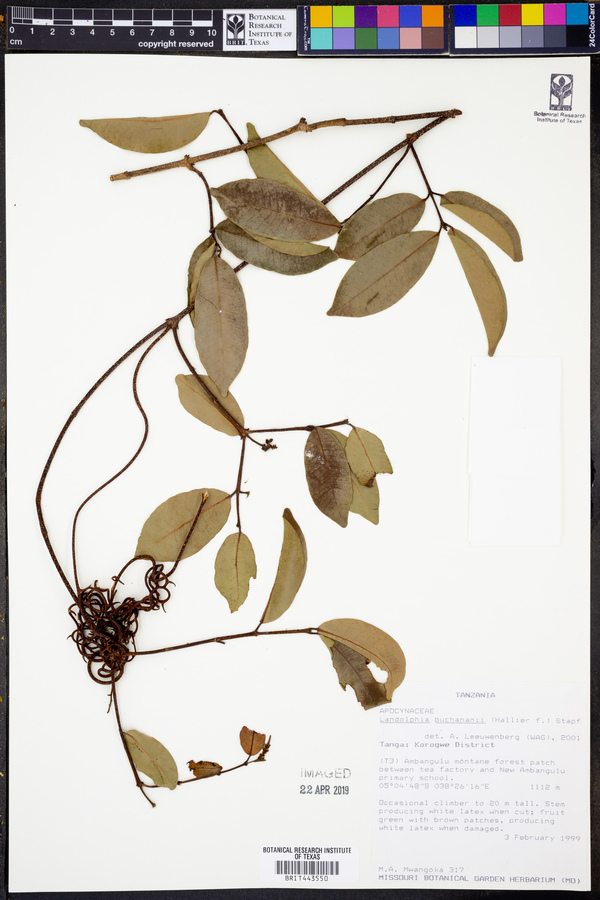 Landolphia buchananii image