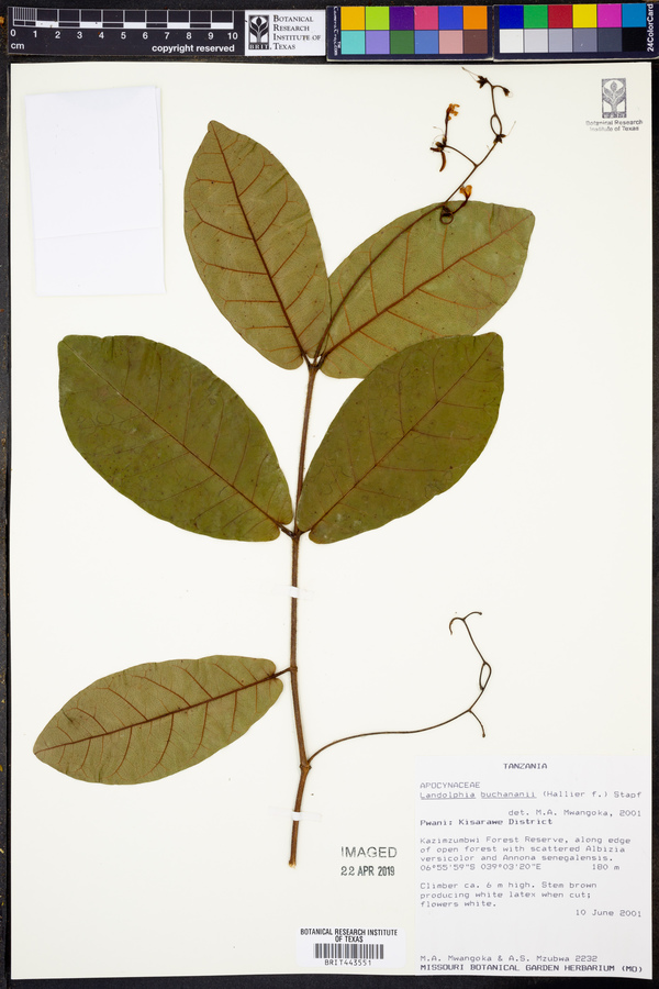 Landolphia buchananii image